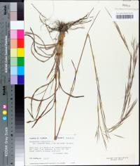 Andropogon virginicus var. glaucus image