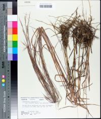 Andropogon virginicus var. glaucus image