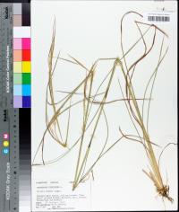 Andropogon virginicus image