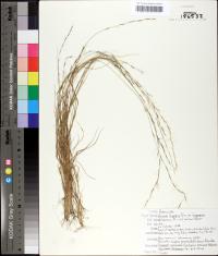 Aristida longespica image