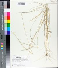 Aristida longespica image