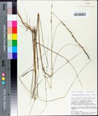 Aristida palustris image