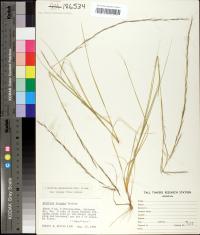 Aristida purpurascens image