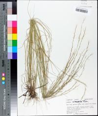 Aristida purpurascens image