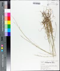 Aristida purpurascens image