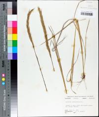 Aristida spiciformis image