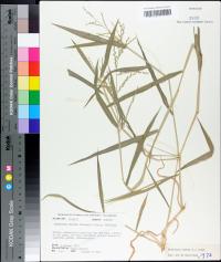 Urochloa ramosa image