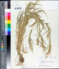 Urochloa ramosa image