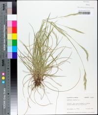 Danthonia sericea image