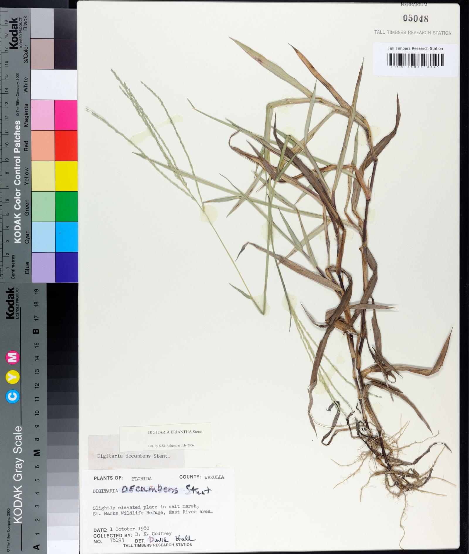 Digitaria eriantha subsp. eriantha image