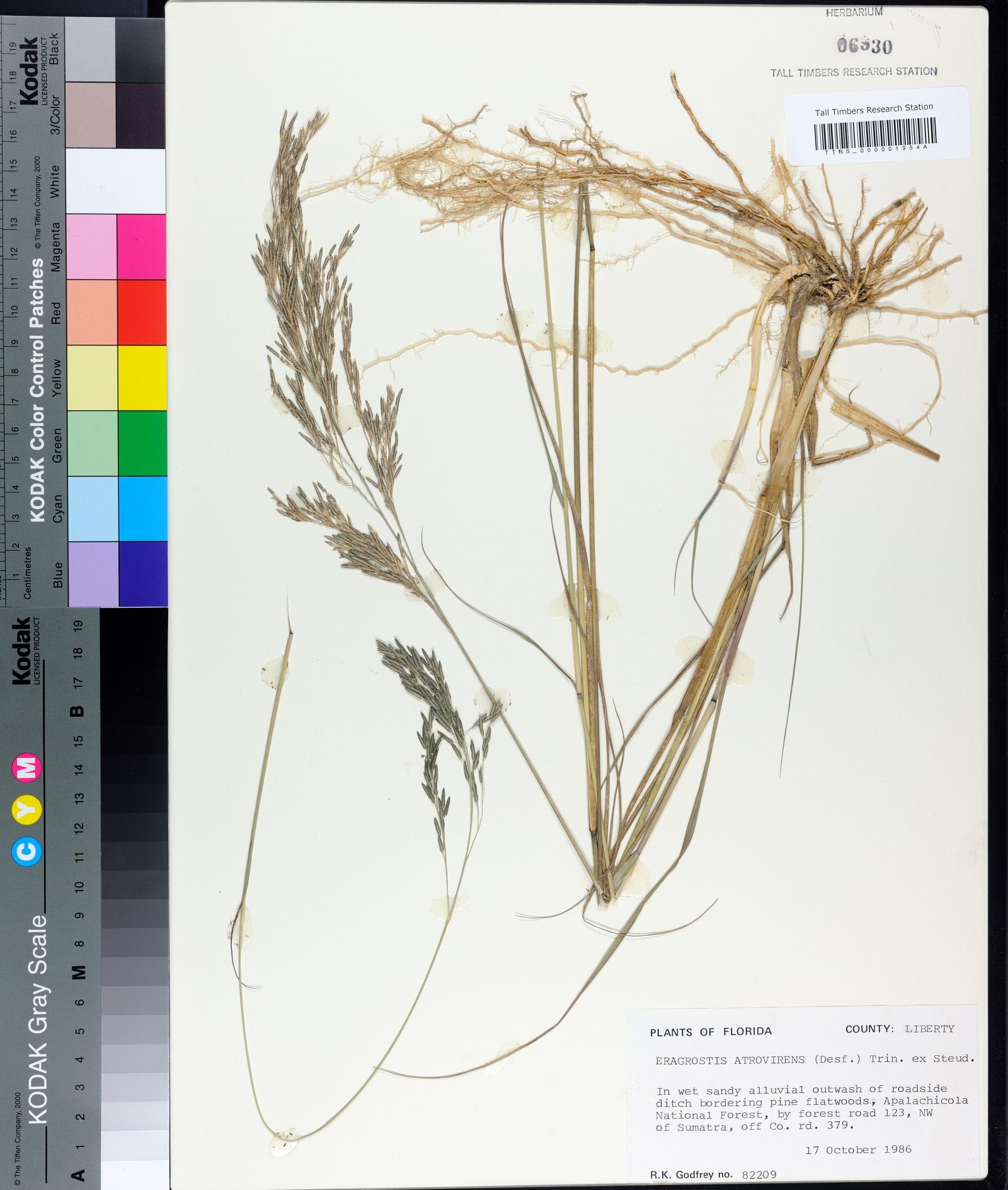 Eragrostis atrovirens image
