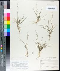 Eragrostis cumingii image