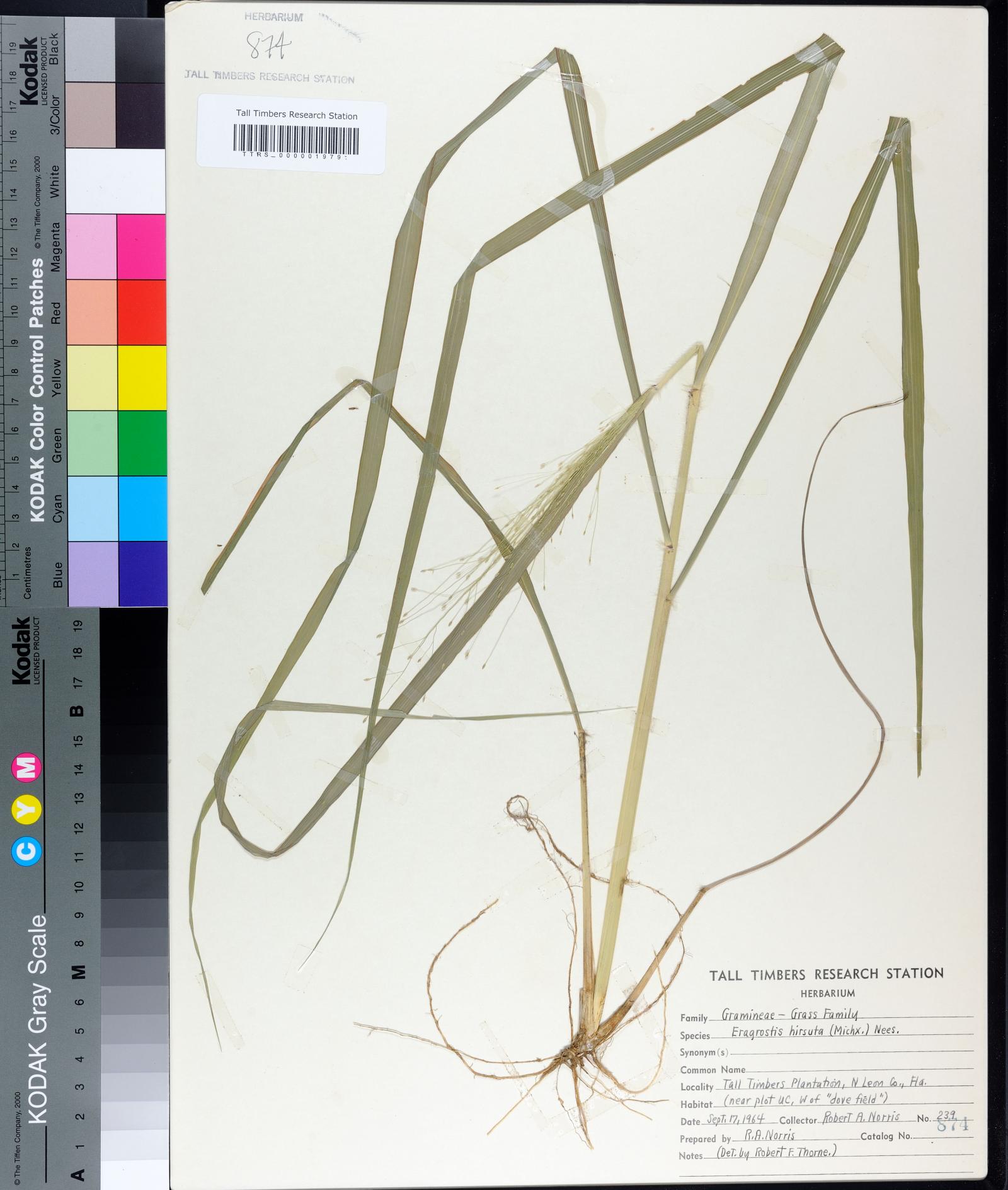 Eragrostis hirsuta image