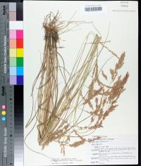 Eragrostis secundiflora subsp. oxylepis image