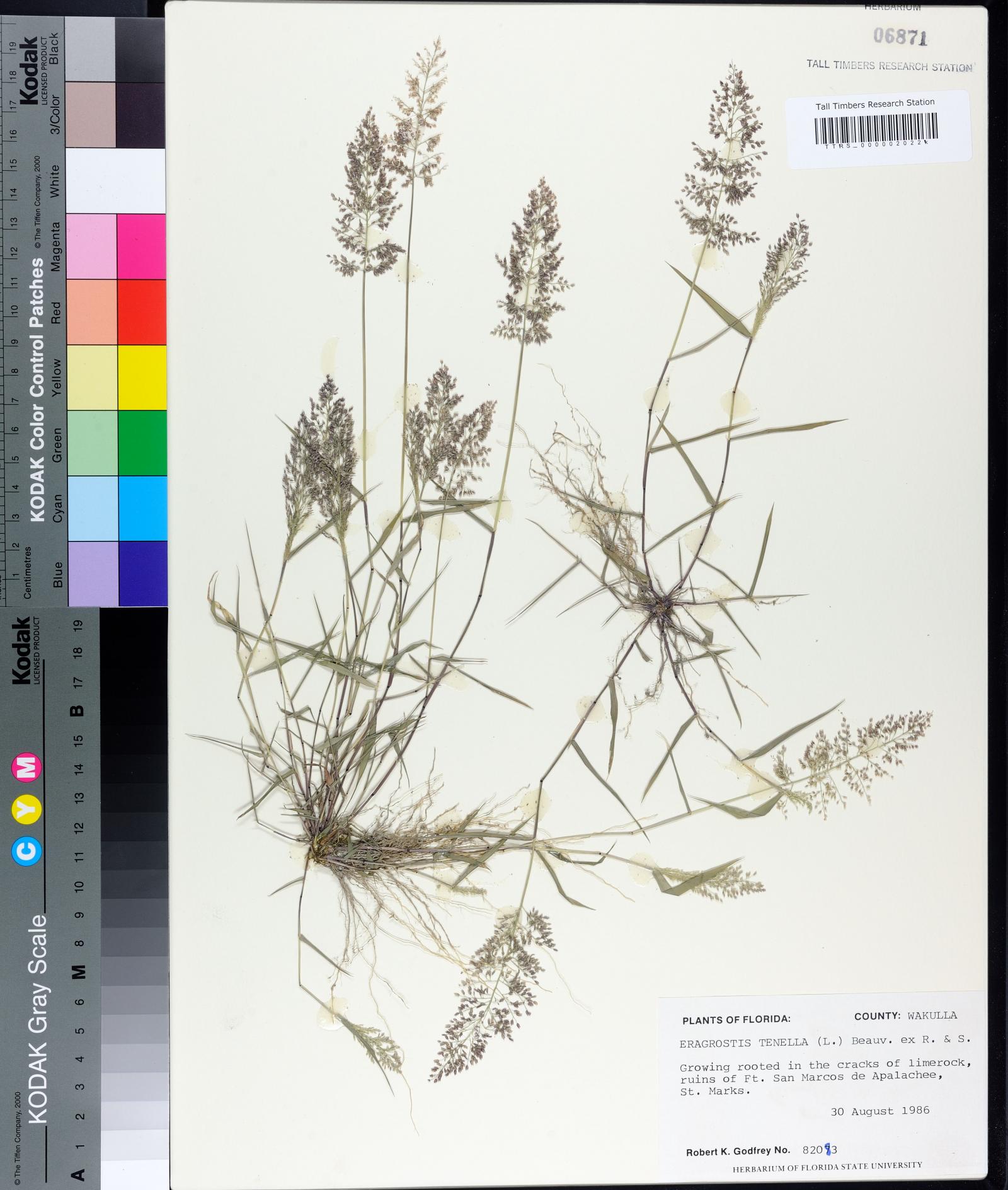 Eragrostis amabilis image