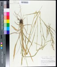 Eriochloa michauxii image