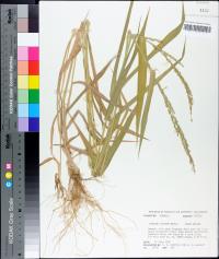 Urochloa texana image