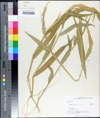 Urochloa texana image