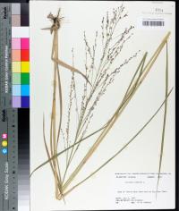 Panicum virgatum image