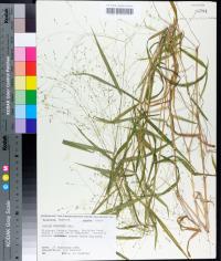 Kellochloa verrucosa image