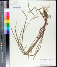 Paspalum dissectum image