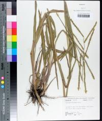 Paspalum floridanum image