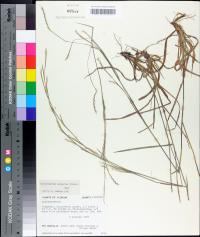 Schizachyrium scoparium image