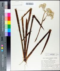 Lachnanthes caroliana image