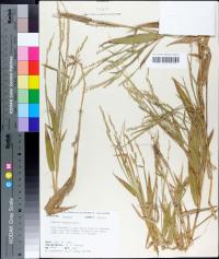 Urochloa texana image