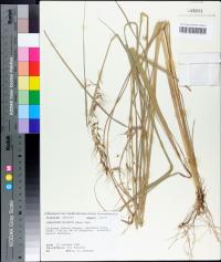 Sorghastrum elliottii image