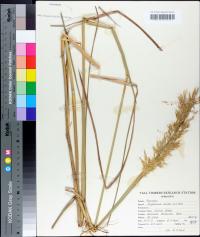 Sorghastrum nutans image