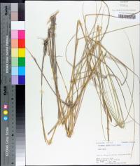 Spartina patens image