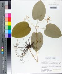 Smilax ecirrhata image