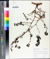 Smilax laurifolia image