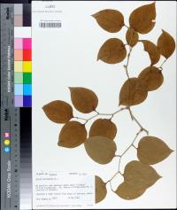 Smilax rotundifolia image