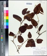 Smilax walteri image