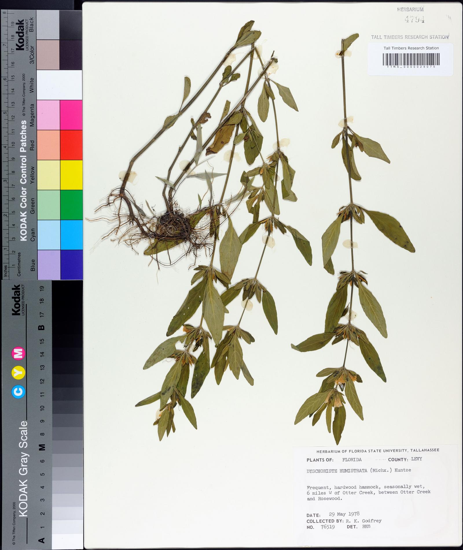 Dyschoriste humistrata image