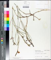 Justicia crassifolia image