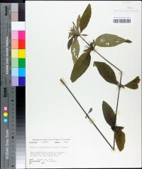 Ruellia caroliniensis image