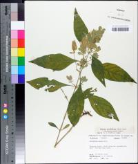 Yeatesia viridiflora image