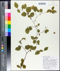 Ilex ambigua image