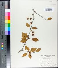 Ilex ambigua image