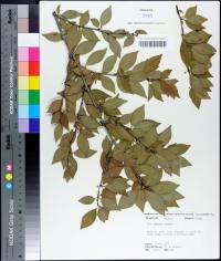 Ilex ambigua image