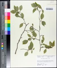 Ilex ambigua image