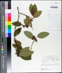 Ilex amelanchier image