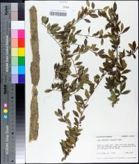 Ilex decidua var. curtissii image