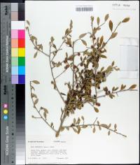 Ilex decidua var. curtissii image