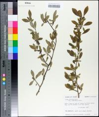 Ilex decidua var. curtissii image