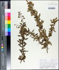 Ilex decidua var. curtissii image