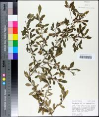 Ilex decidua var. curtissii image